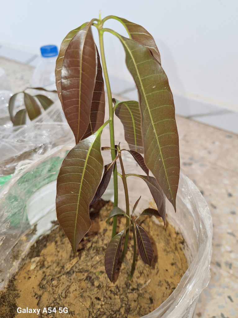One seed of mango makes 3 plants