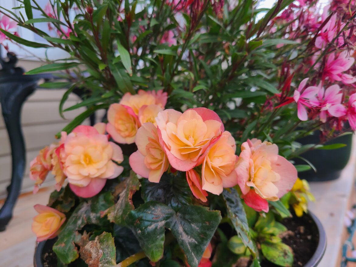 Can all types of begonia be propagated by leaf cutting?