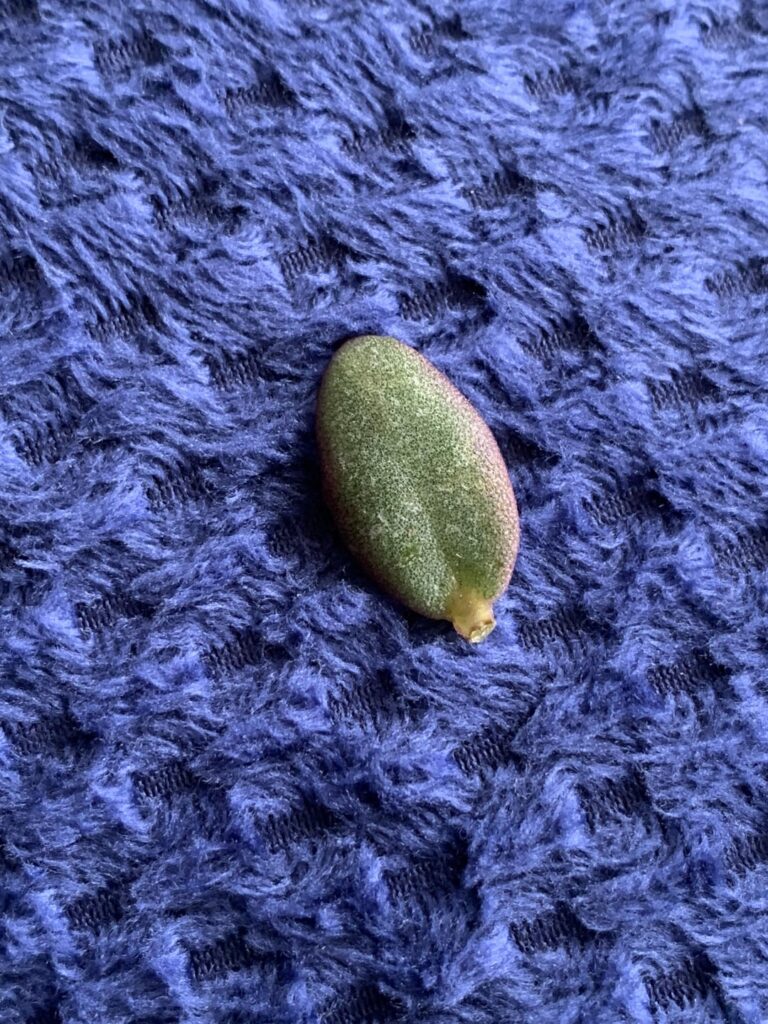 Found this in a plant pot I got today. Does anyone know what this is and can it be propagated?