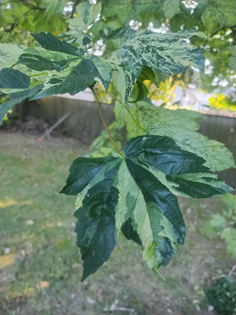 Been renting this house for 5 years and only just now noticed the the maple in my backyard is variegated lol. (Wanted to check if it is indeed variegation and not like some virus or something before I spend the time propagating)