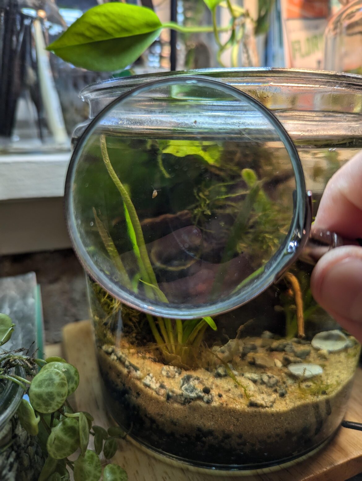 Surprise resident! Surprise resident!
