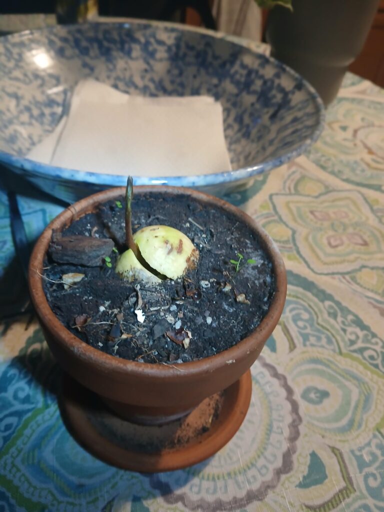 Asked for advice on this avocado and felt you all deserved an update!