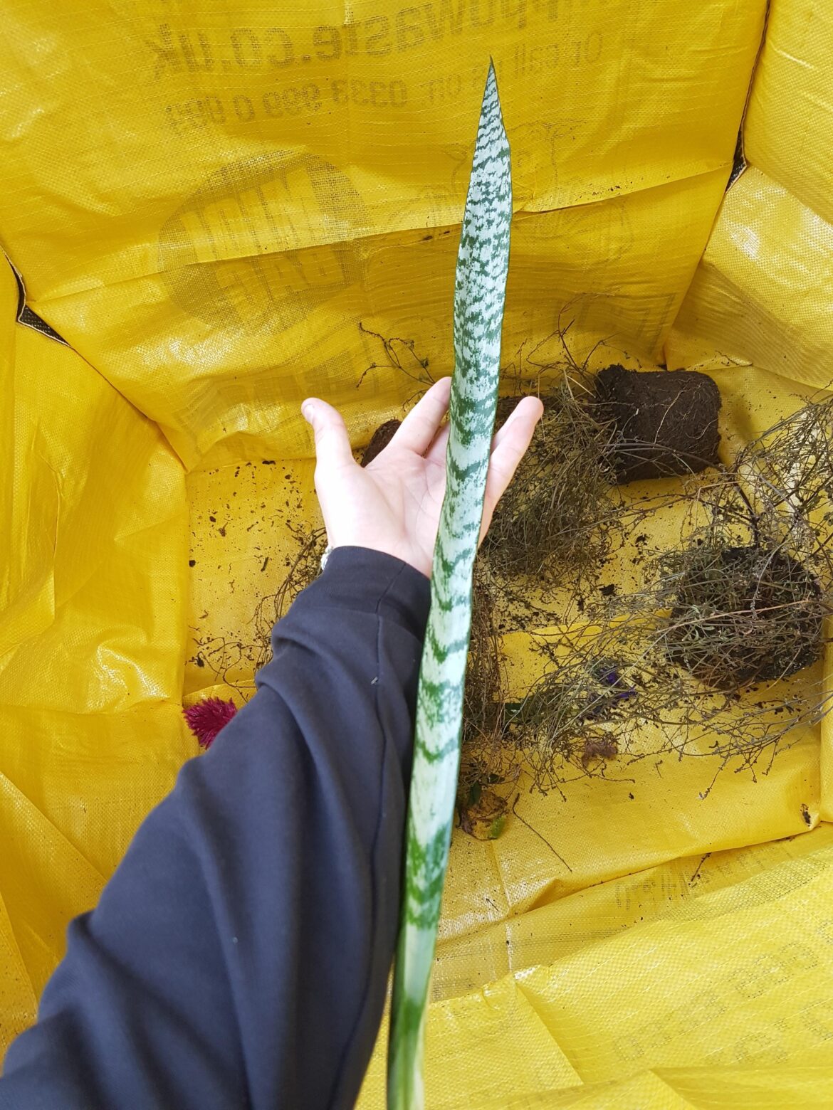 Saved this big boi from going in the bin