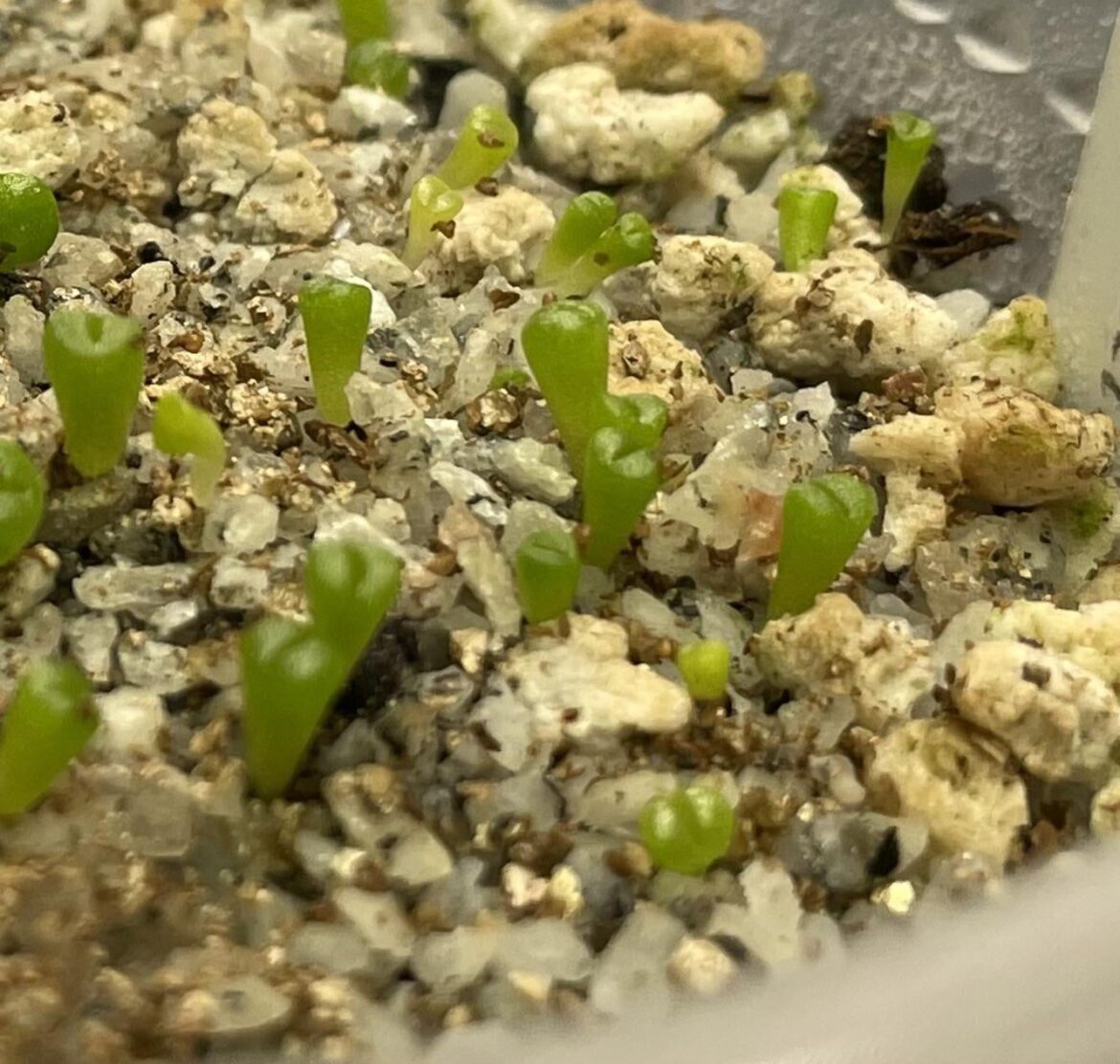 Are my seedling etoliated?
