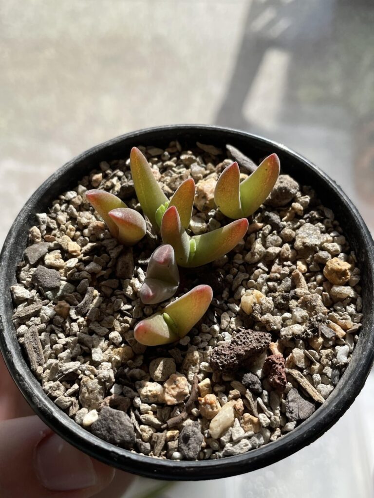 New leaves!