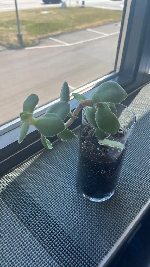 Root growth