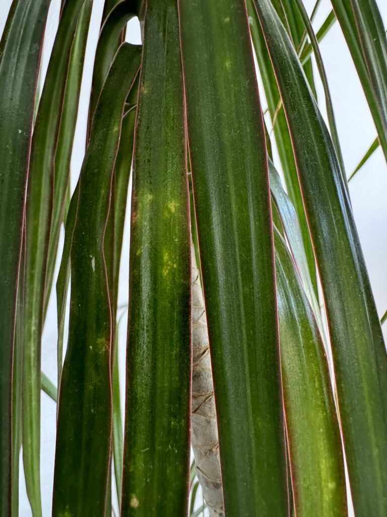 Can someone please help me identify what these white spots are on my Dracaena plant ?