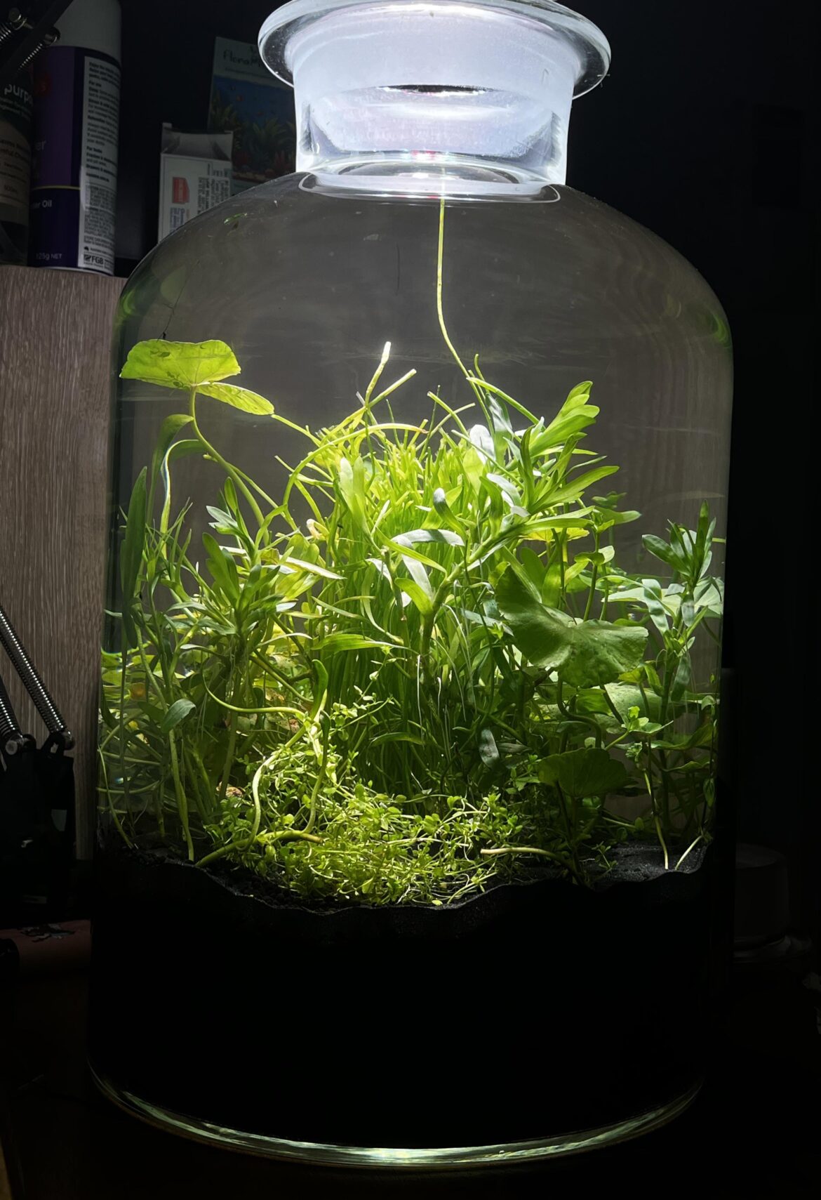 Made this jar. Would it be okay to add pond water now?