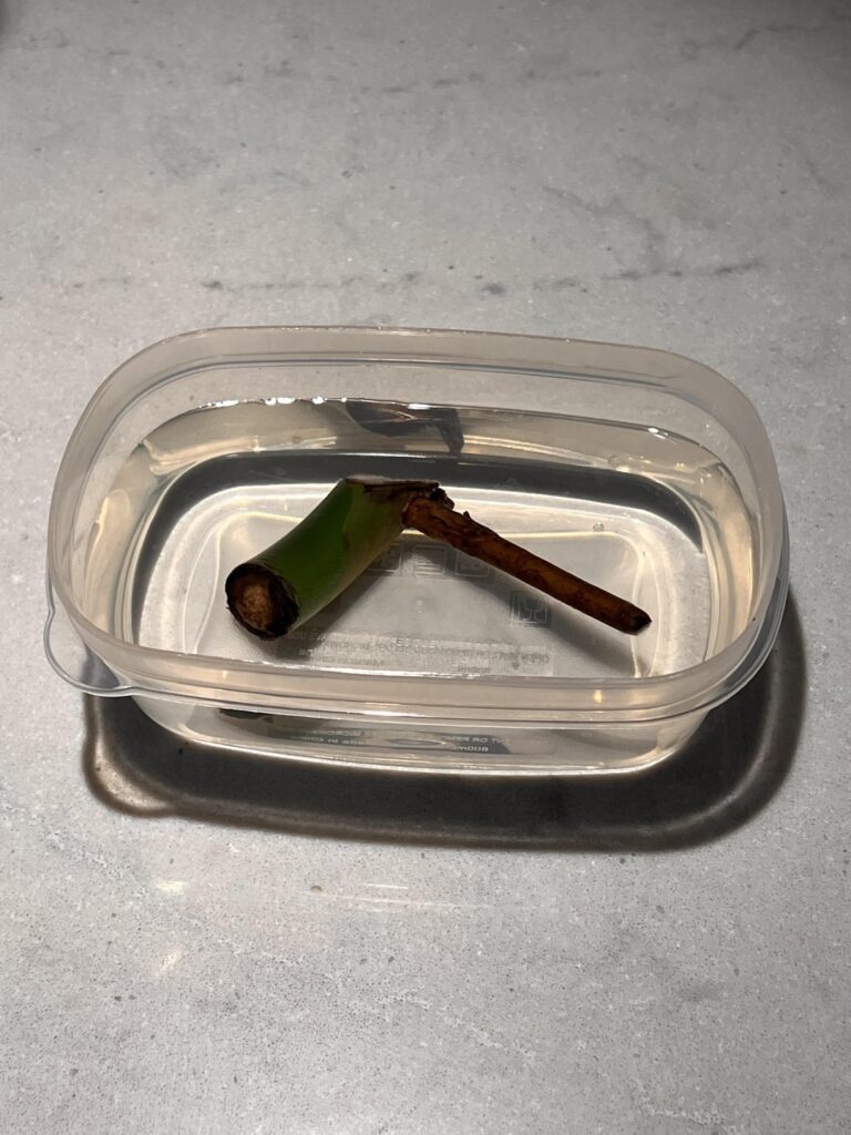 Am I propagating this cutling properly ?