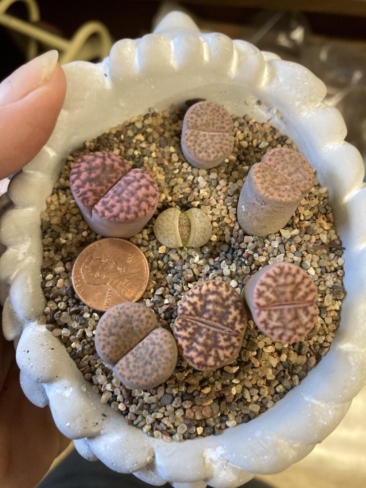 Teensiest lithops is splitting! Teensiest lithops is splitting!