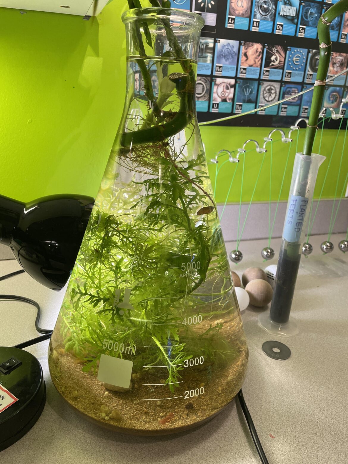 Scuds and Snails in an Erlenmeyer 1.5gal