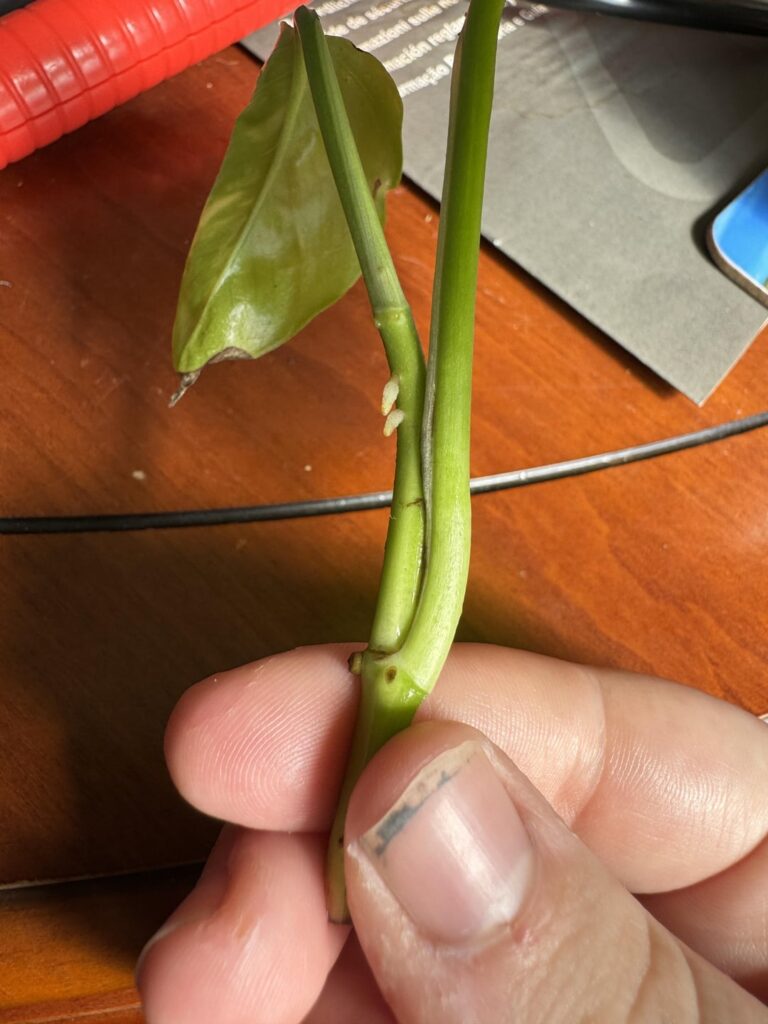 Pothos update - help?? roots arent growing where i expected them to, what next?