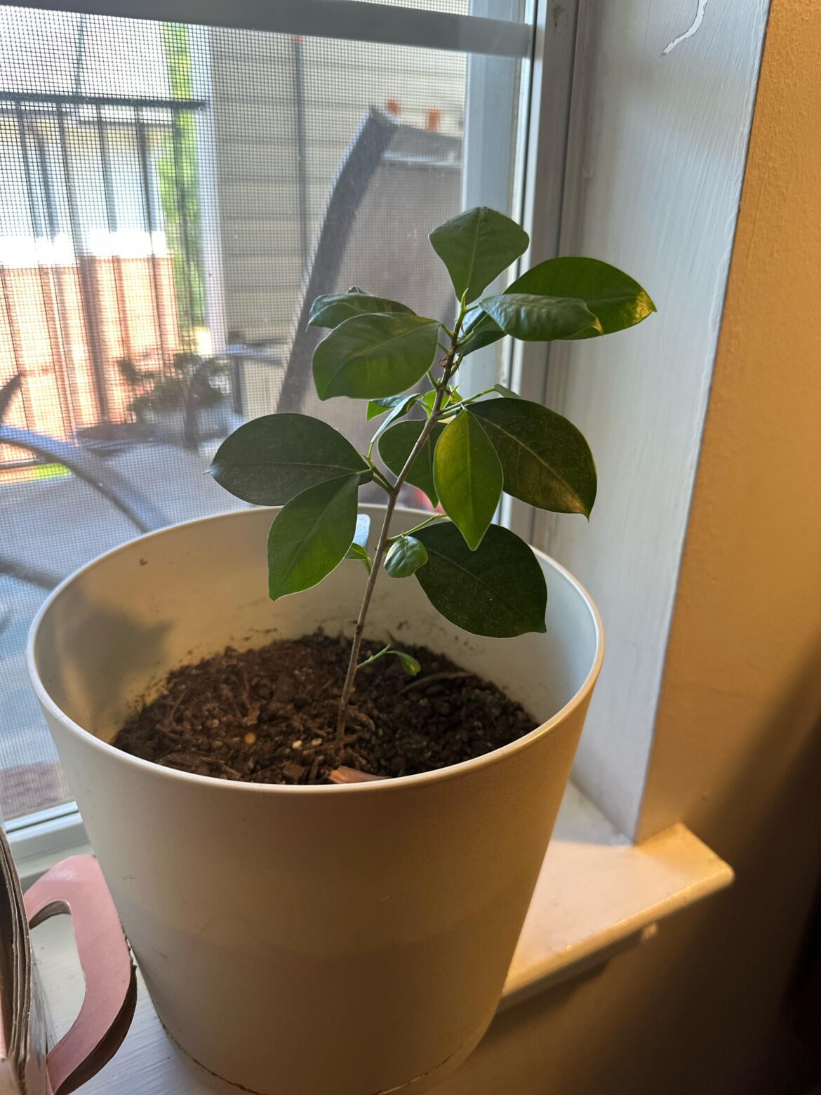 6 Month Ficus Ginseng Update 6 Month Ficus Ginseng Update