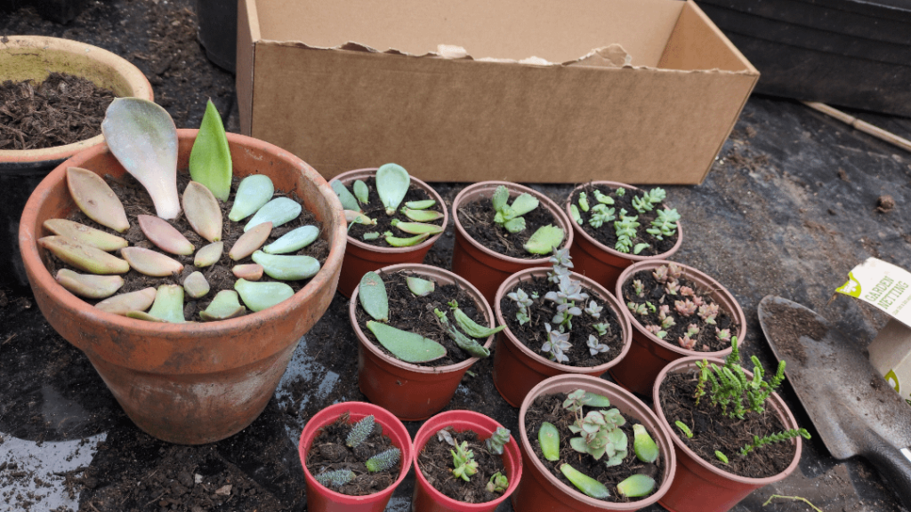 Had a sort out....I was quite ruthless and discarded damaged ones, tried to organise the survivors. I love the suble colour differences between them. Any IDs welcome