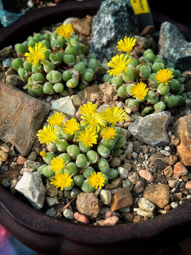 Im very green with conos, but was delightfully surprised when they all popped up the same day.