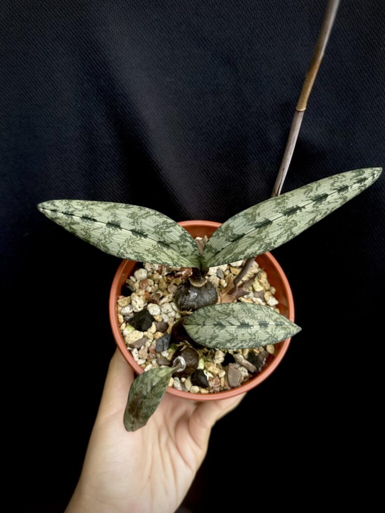 My Oeceoclades in bloom. Not a typical caudex, but it still has round and fat bulbs.