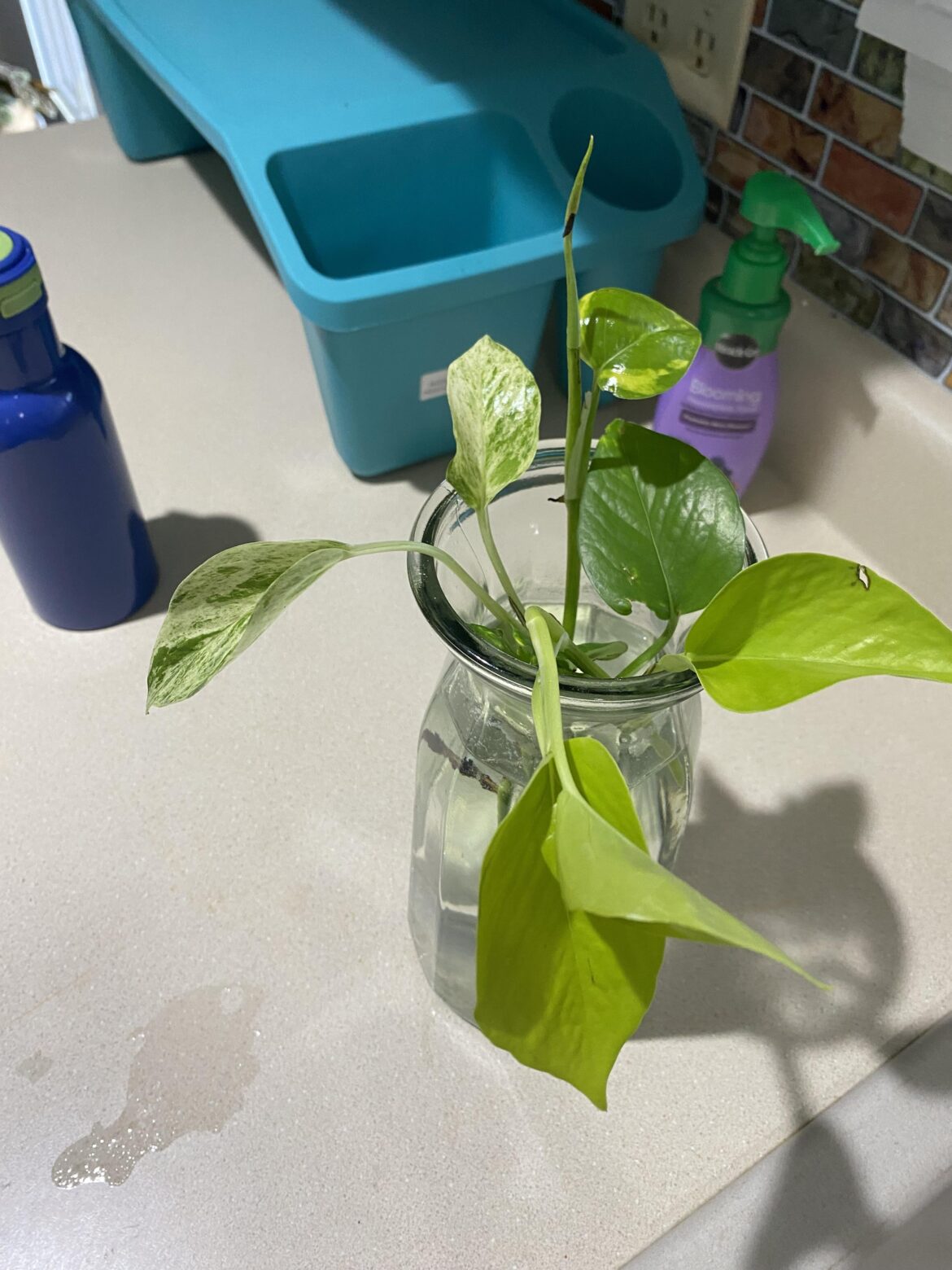 My lovely pothos collection