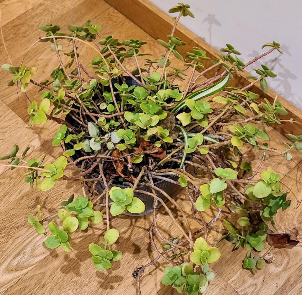 What did I rescue and how can I save/prop it?