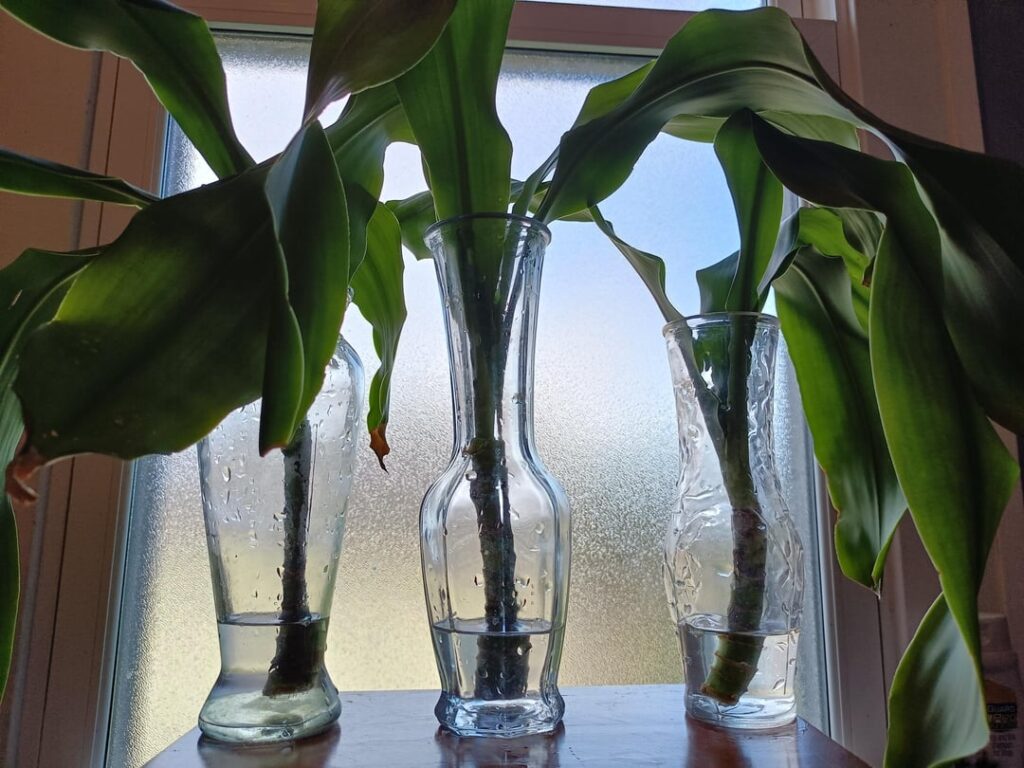 Draceana fragrans (corn plant) advice needed