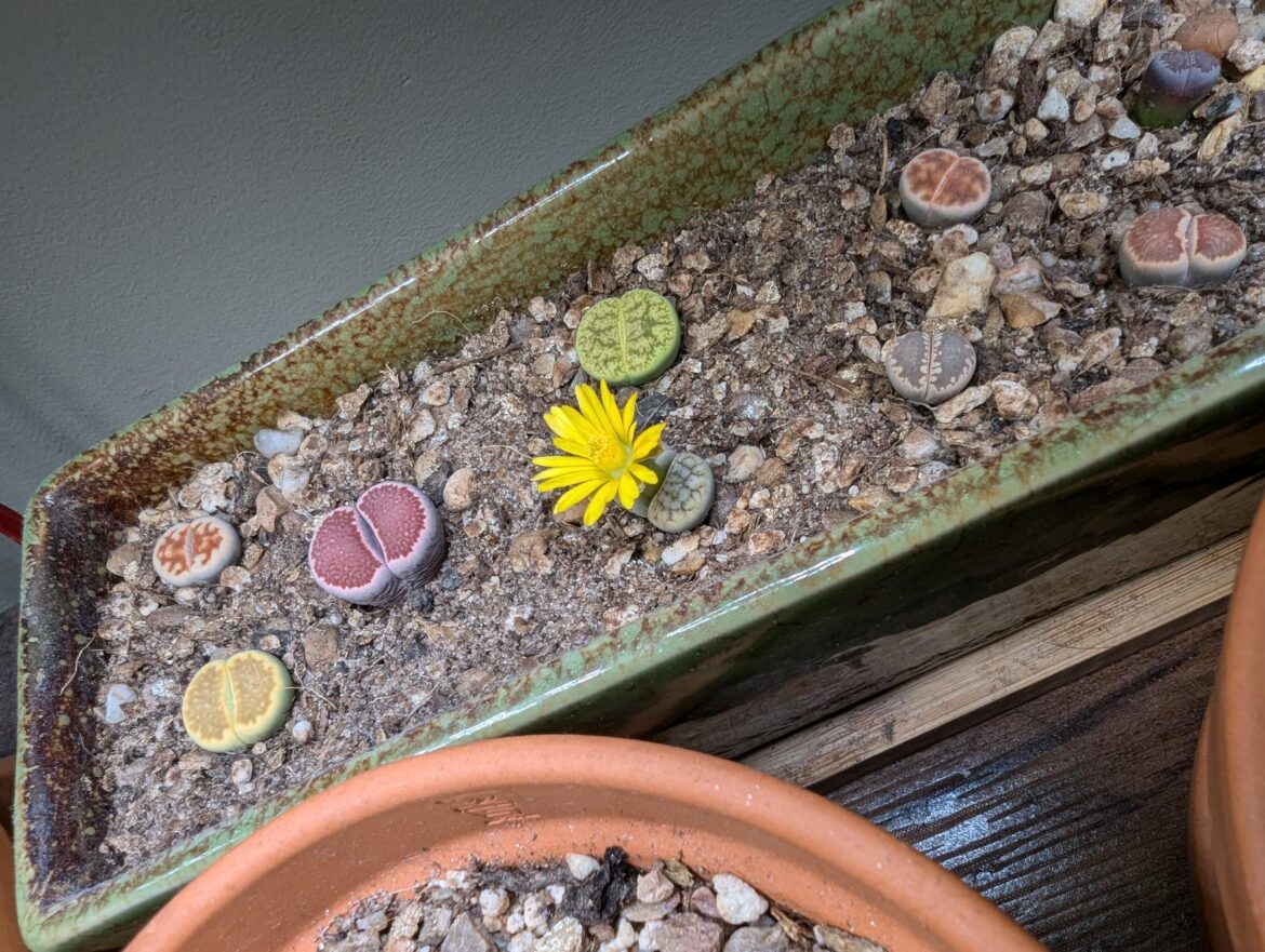 First flower, I'm so happy 😊