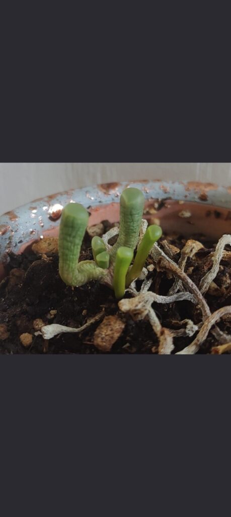 Any ideas as to what may cause the wrinkles?