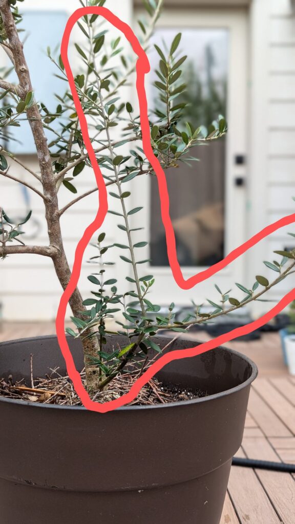 Can I propagate this offshoot of an olive tree?