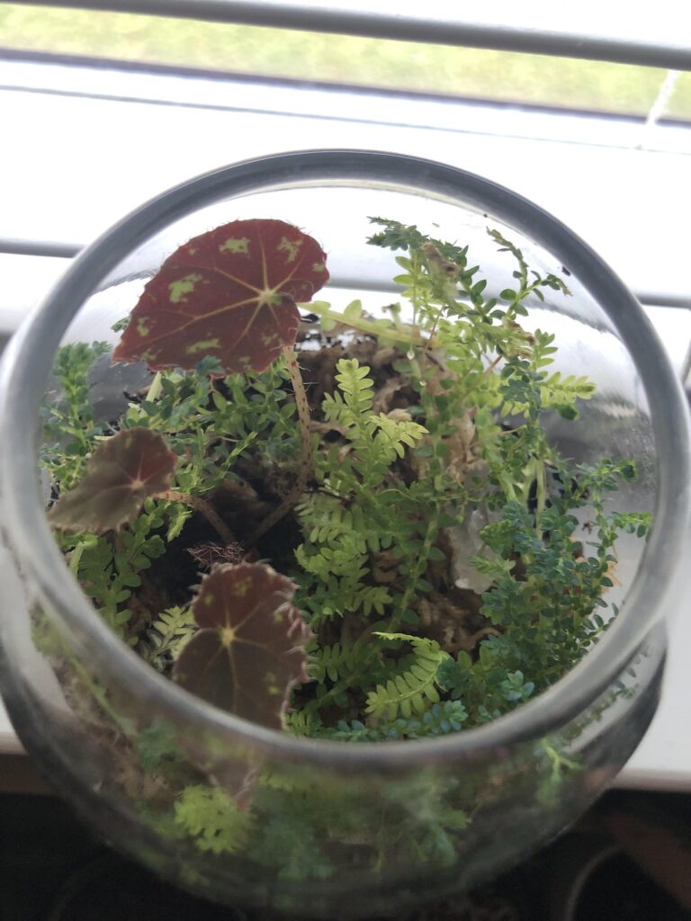 What little critters could I humanely put in here? :)