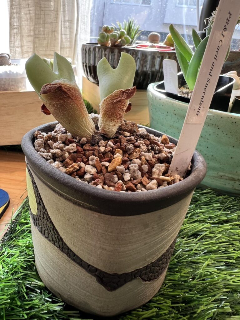 Do my conos look OK? Do my conos look OK?