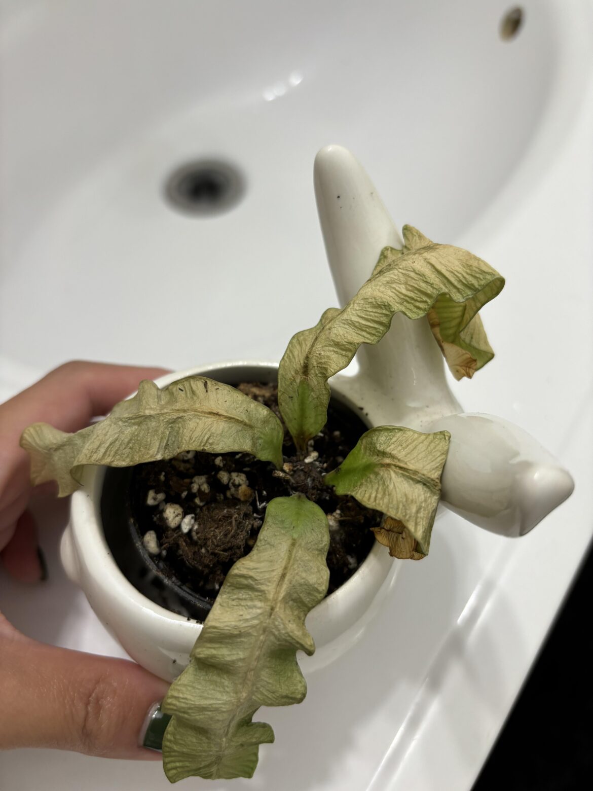 Not sure what I’m doing wrong despite my green thumb. Any suggestions