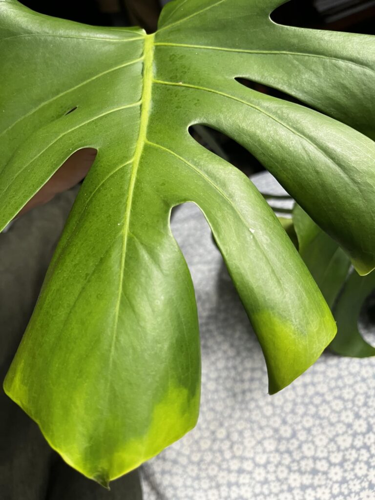 Help! I think it’s dying or root rot. Help! I think it’s dying or root rot.