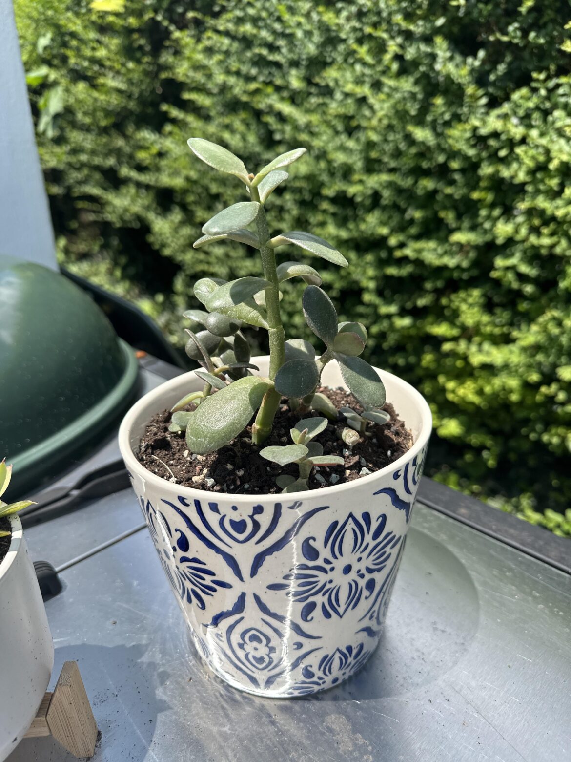 Got these from a giant Jade at work
