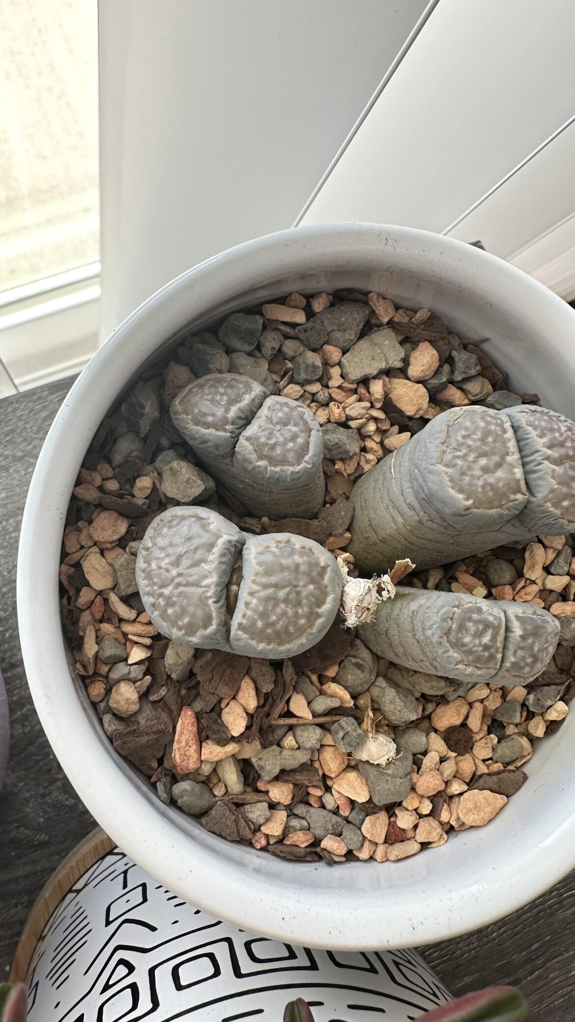 Update on why my wrinkly butts weren’t improving with water…