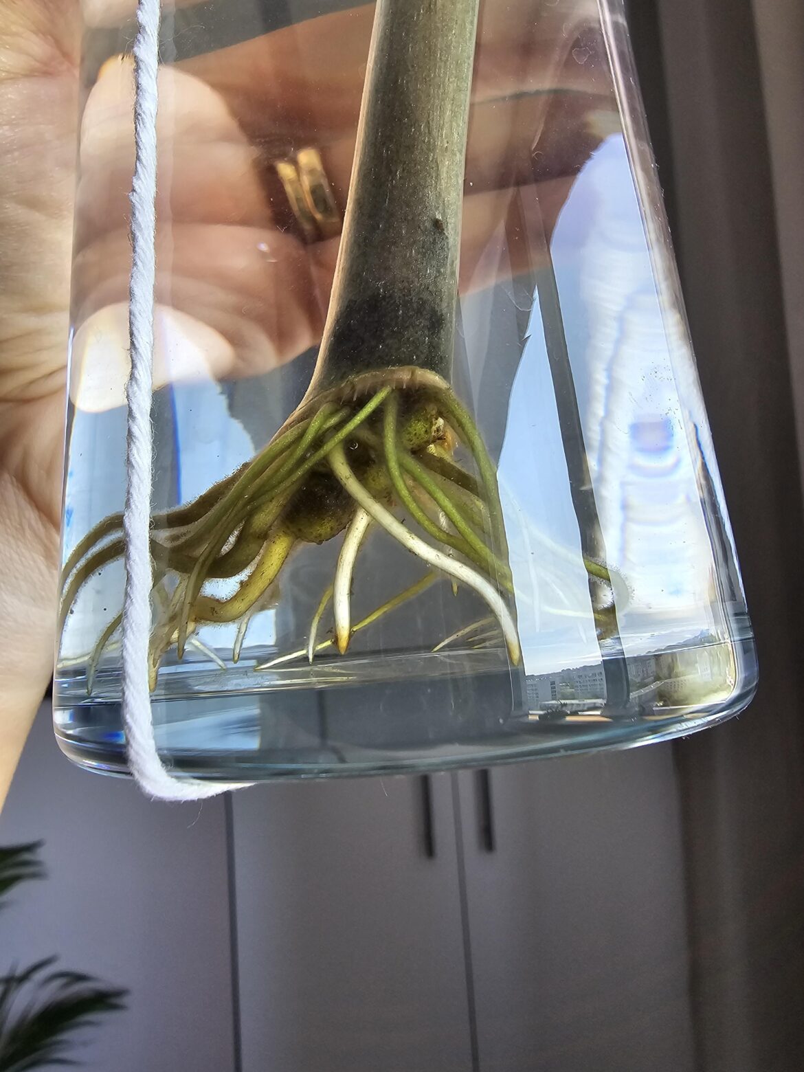 Zz prop ready for soil?
