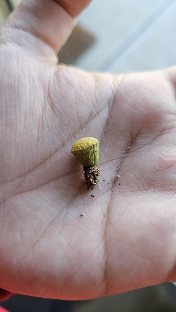Lithops with no roots