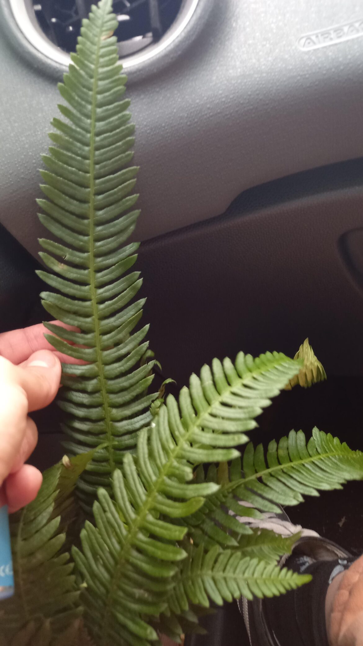 What is this fern and how can I propagate it?