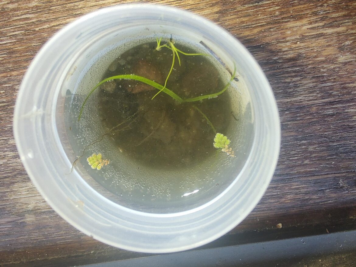 Trying a micro jar. 50ml specimen jar