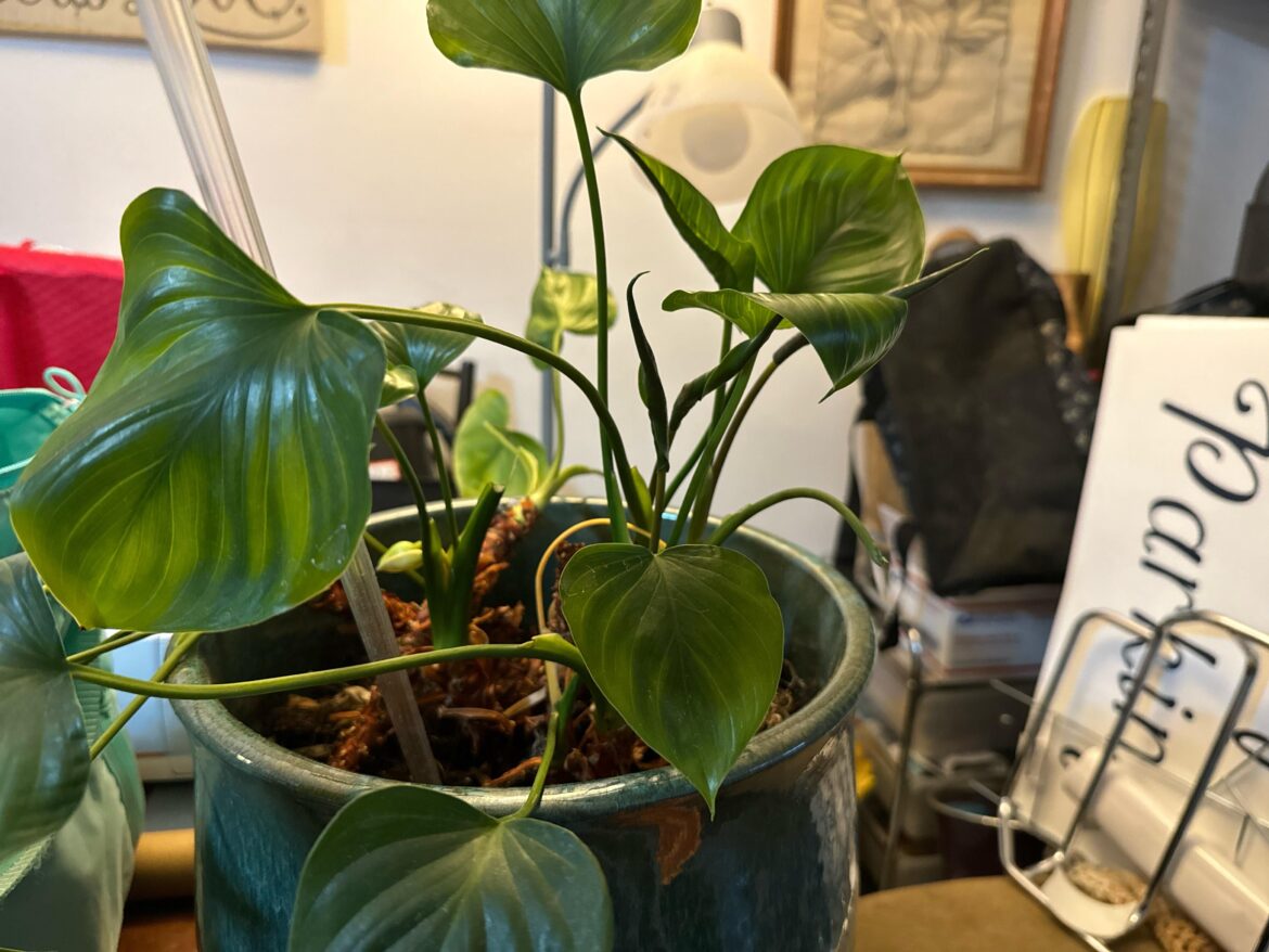 Looking for an ID and how-to on propagating this please