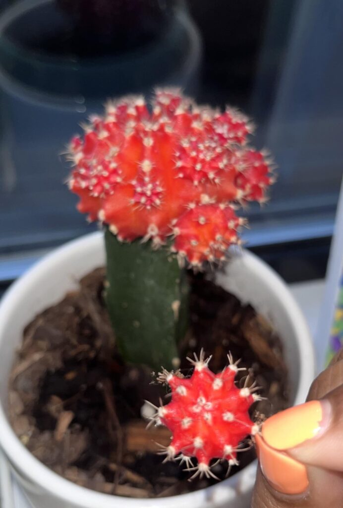 How do I go about propagating this? How do I go about propagating this?