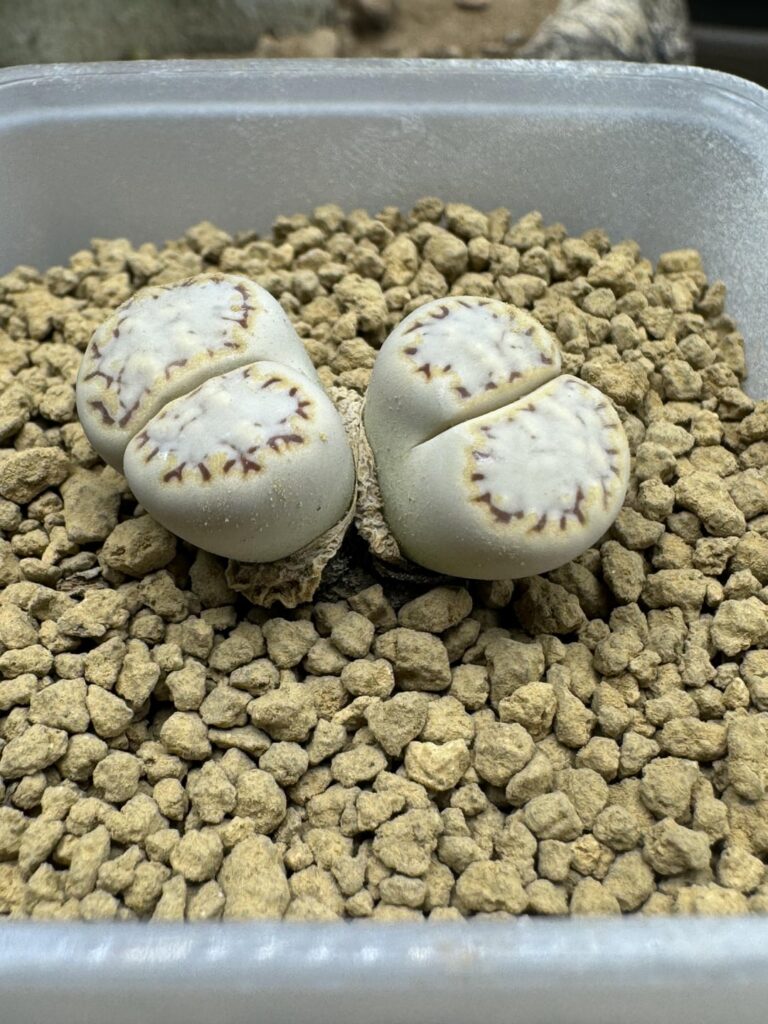 Lithops julii var. rouxii