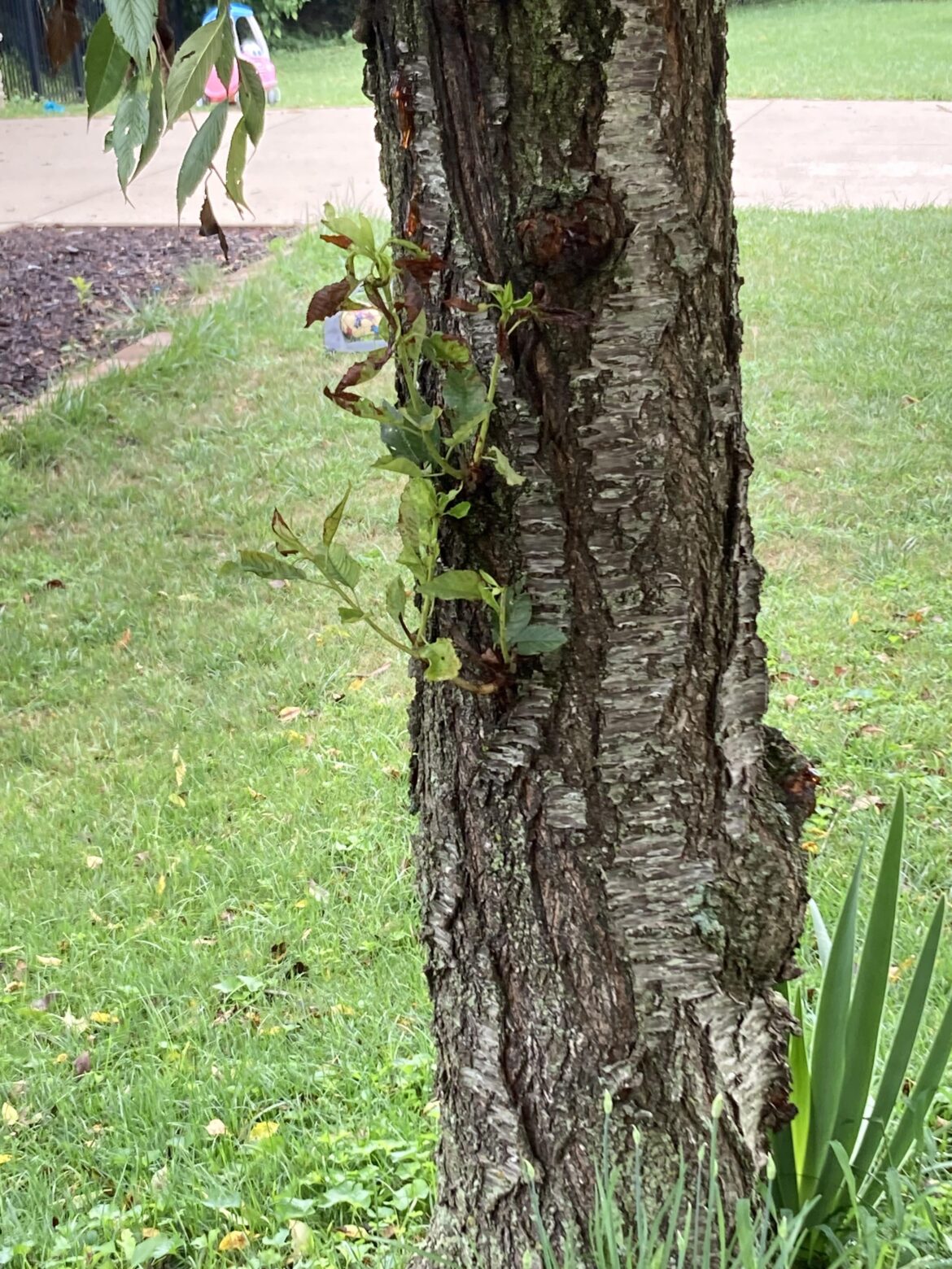 Is it possible to grow weeping willows from the offshoot ? How do we do it ?