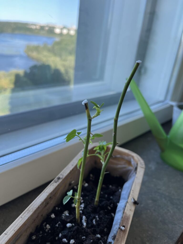 Trying to prop from rose cuts but it’s dieing from the top Trying to prop from rose cuts but it's dieing from the top