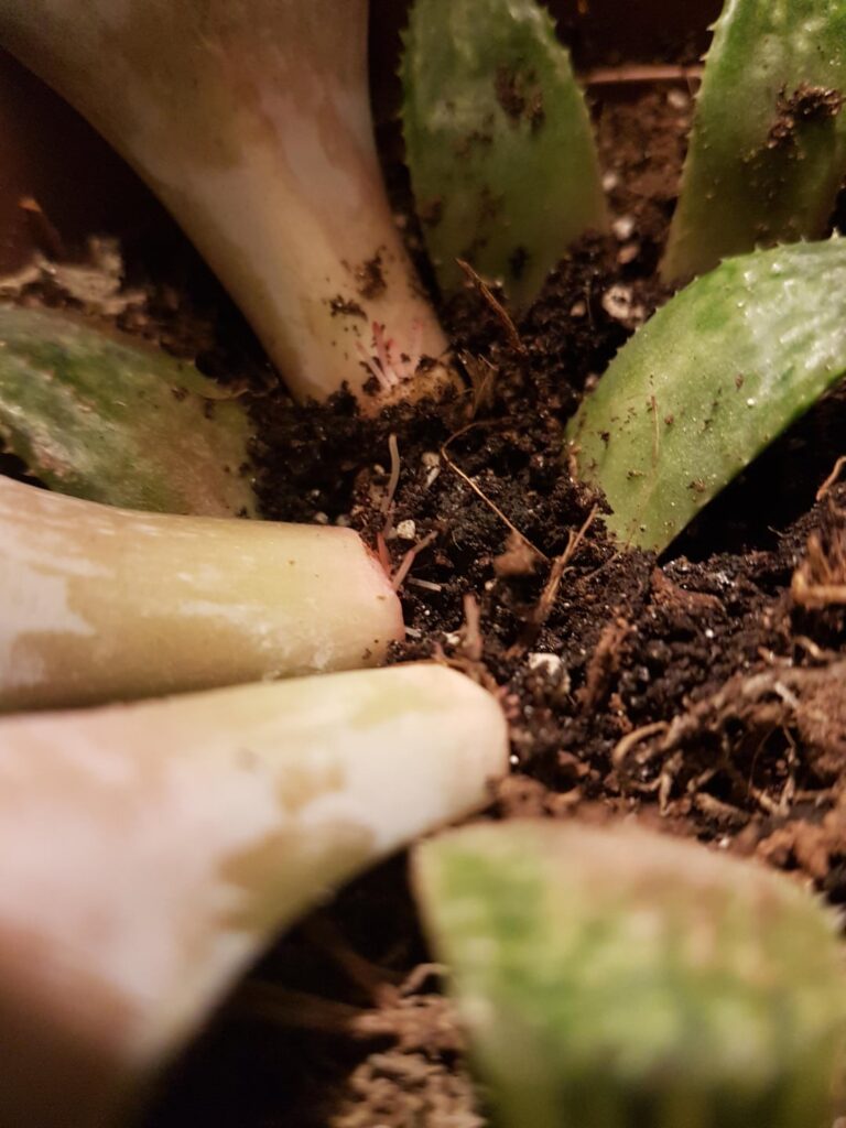 My first few leaf props are doing great! (other than haworthia)