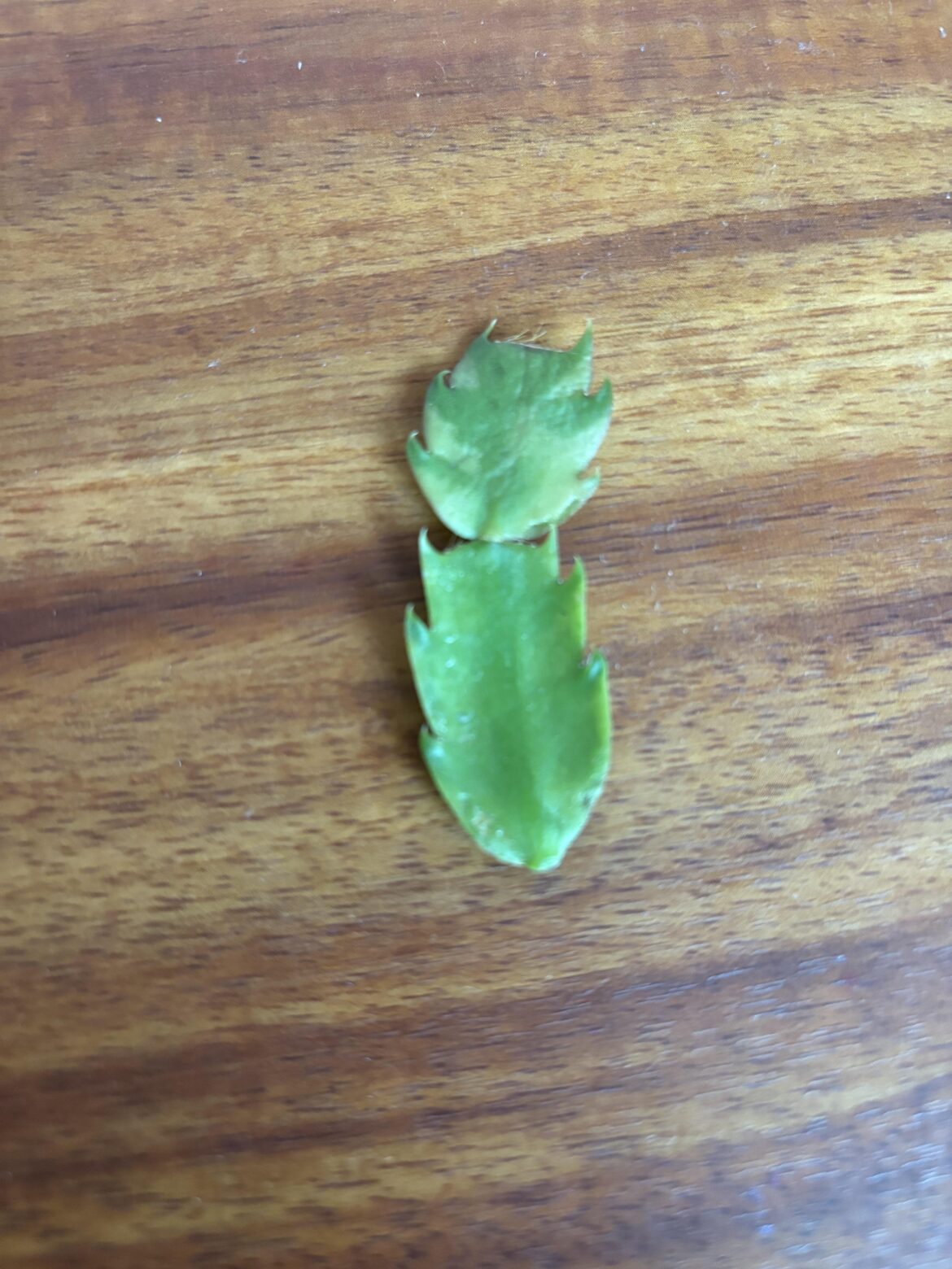 First time proplifting…could I just put this in soil to grow it?