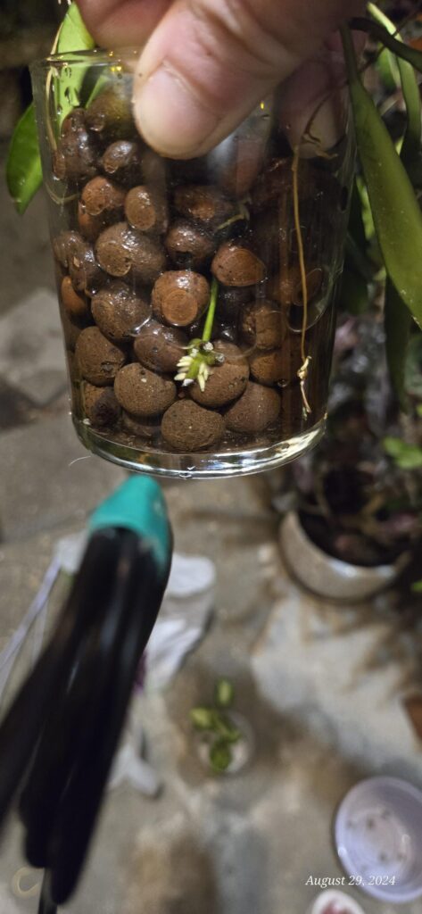 Are these roots?? Are these roots??