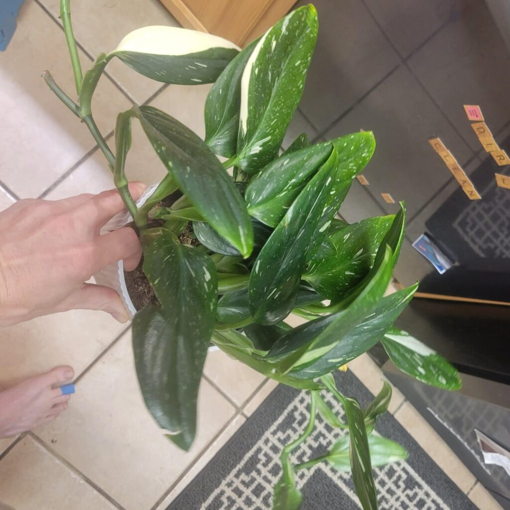 Anyone here really good with Monstera’s ? I have experience with mini Mon’s, some experience with deliciousa, some Swiss cheese (slower). But now I’m trying to propogate this stunning Standleyana Albo and having problems. Anyone here really good with Monstera's ? I have experience with mini Mon's, some experience with deliciousa, some Swiss cheese (slower). But now I'm trying to propogate this stunning Standleyana Albo and having problems.