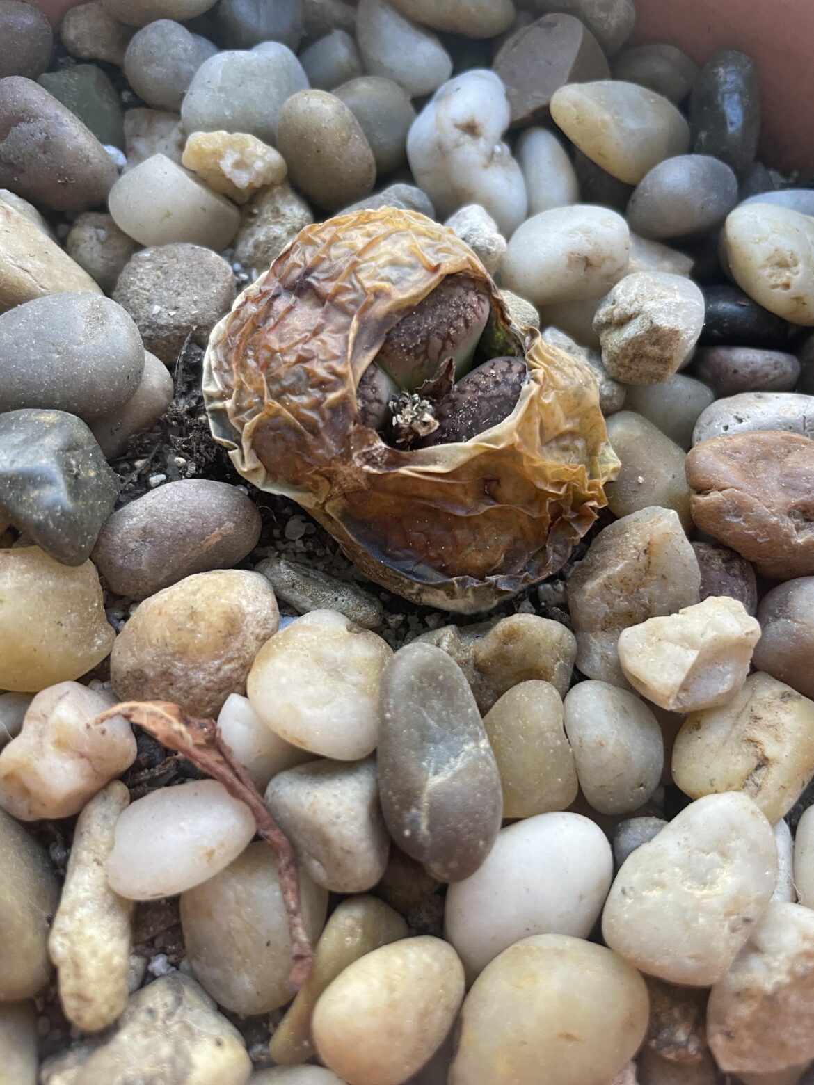 Are these outer leaves shedding correctly?