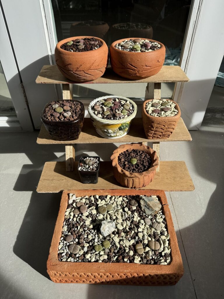 Potted Lithops from my previous post