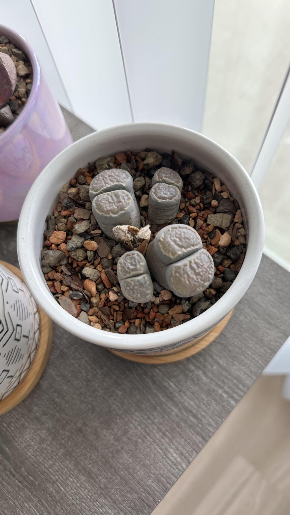 Watered for the first time yesterday, but still wrinkly?