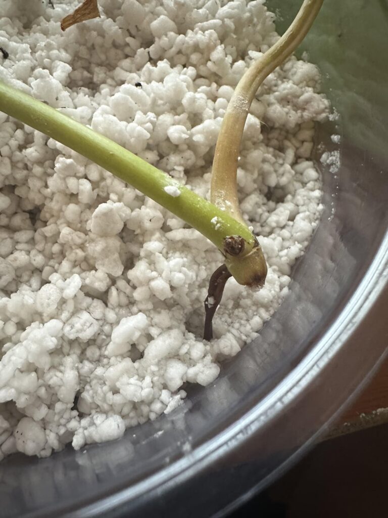 Is this lemon lime philodendron cutting dead?