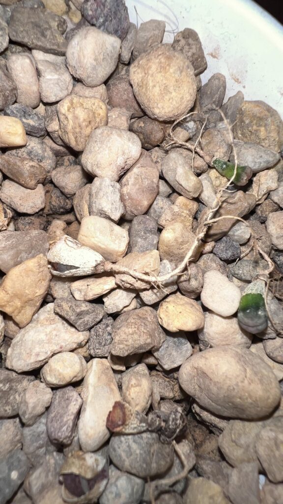 Dried to death or ready to spring back?! Dried to death or ready to spring back?!
